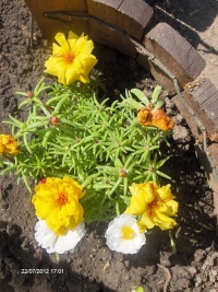 Pourpier à grandes fleurs doubles variées-1.jpg