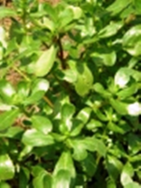 Fichier:Pourpier vert tall green-1.jpg