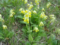 Primevère officinale-2.jpg