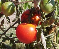 Pritchard ex Sterlet Topper OP-1.jpg