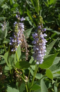 Psoralée Onobrychis.jpg