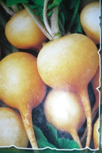 RADIS jaune zlata.jpg