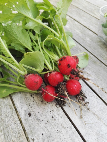 Fichier:RADIS saxa.jpg