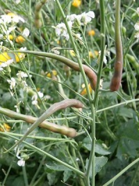 RADIS serpent à gousses-1.jpg