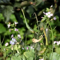 RADIS serpent à gousses.jpg