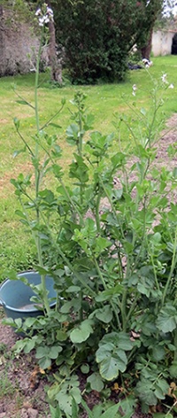 RADIS violet de gournay.jpg