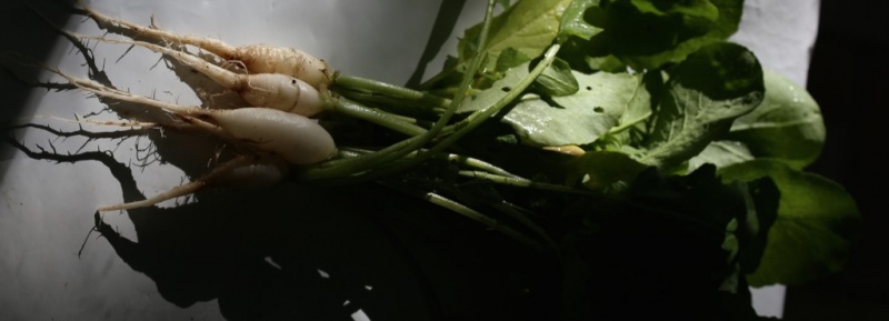 Fichier:Radis BLANCHE TRANSPARENTE.jpg