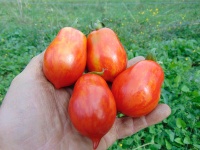 Raibais kekars-1.jpg