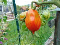 Raibais kekars-2.jpg