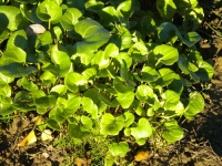 Raifort officinal.jpg