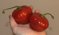 Red peruvian rocoto.jpg