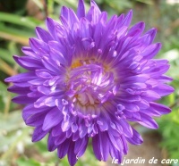 Reine marguerite reine des halles-1.jpg