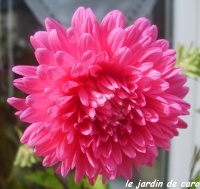 Reine marguerite reine des halles.jpg