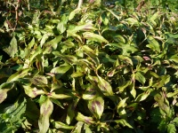 Renouée odorante-2.jpg