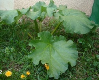 Rhubarbe victoria.jpg