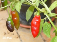 Rocoto aji largo-1.jpg