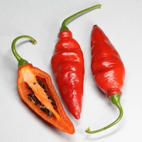 Rocoto aji largo.jpg