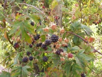 Ronce fruitière sans épine.jpg