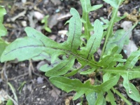 Roquette Dragons tongue.jpg