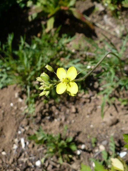 Fichier:Roquette sauvage vivace.jpg