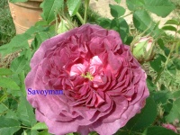 Rosa Belle de Crécy.jpg