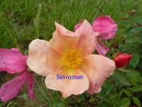 Rosa Chinensis Mutabilis.jpg