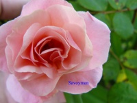 Rosa Clair Matin-1.jpg