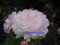 Rosa Dentelles de Malines.jpg