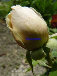 Rosa Madame Bérard-1.jpg