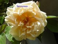 Rosa Madame Bérard.jpg