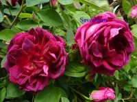 Rosa Noella Nabonnand.jpg