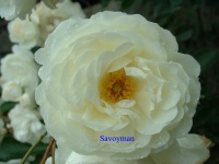 Rosa Prospérity.jpg