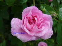 Rosa Reine Victoria.jpg