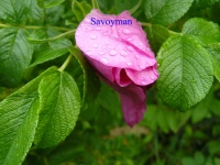 Rosa Rugosa et Rugosa 'Rubra'-1.jpg