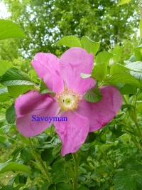 Rosa Rugosa et Rugosa 'Rubra'.jpg