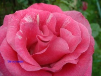 Rosa Violette parfumée 'Dorienstar'.jpg