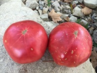 Rosa de Barbastro op-1.jpg