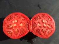 Rosa de Barbastro op-2.jpg