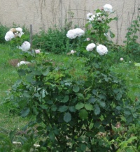Rose boule de neige.jpg