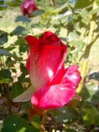 Rosier Monica Bellucci.jpg