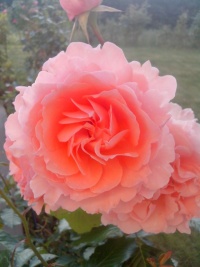 Rosier anglais merlin-1.jpg