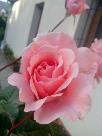 Rosier anglais merlin.jpg