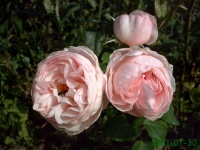 Rosier anglais openfield.jpg