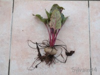 Rouge plate d'egypte-1.jpg