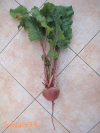 Rouge plate d'egypte.jpg