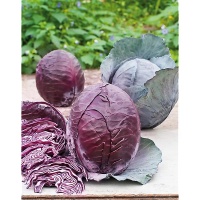 Rouge tardif de langedijk 3.jpg