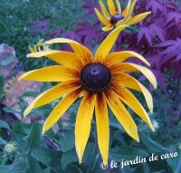 Rudbeckia cherrokee sunset.jpg