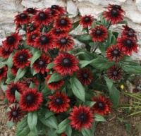 Rudbeckia cherry brandy.jpg