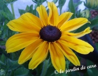 Rudbeckia hirta marmelade.jpg