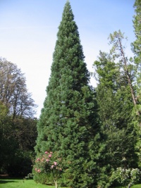 Séquoia géant-1.jpg